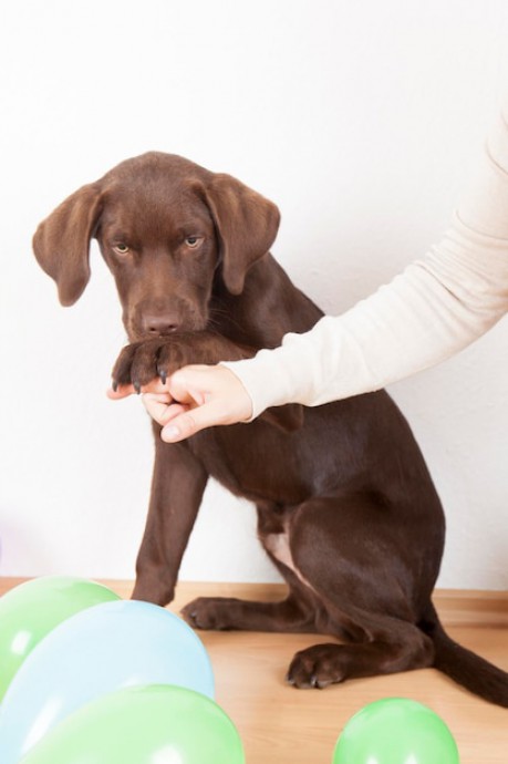 Come aiutare il tuo cane con i disturbi digestivi